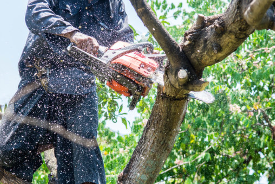 flagstaff tree service